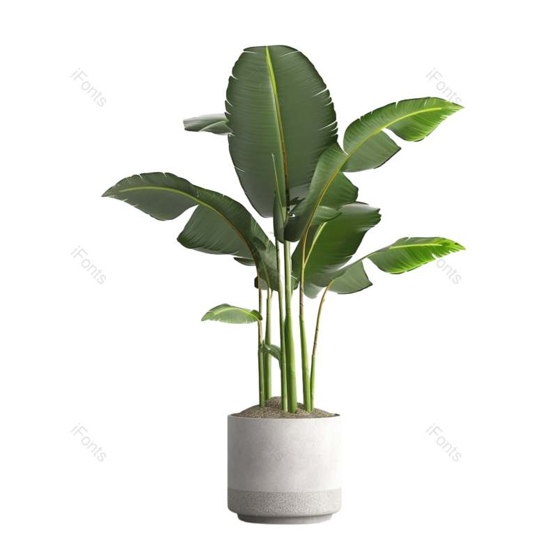 叶子图片,装饰元素,摄影PNG,插画免抠素材